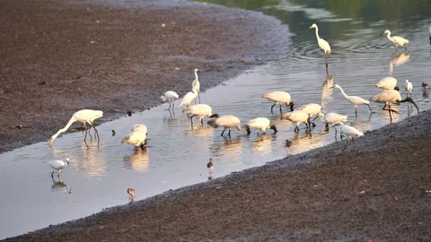 Egret eating shellfish on a dried lake with mangrove trees Stock Footage 258437202
