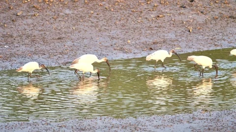 Egret eating shellfish on a dried lake with mangrove trees Stock Footage 258498568