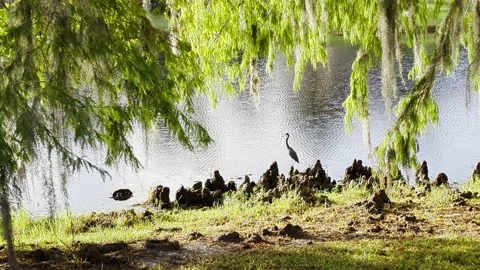 Egret at edge of pond Video stock 220666236
