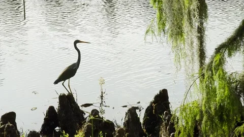 Egret at edge of pond Video stock 220666300