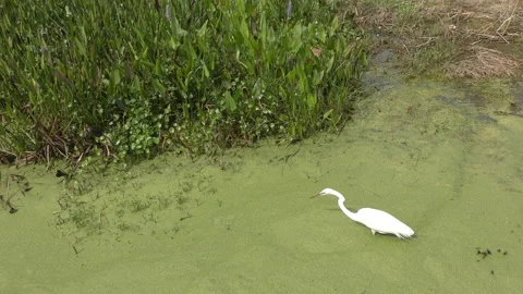 Egret in the Everglades Stock Footage 149901131