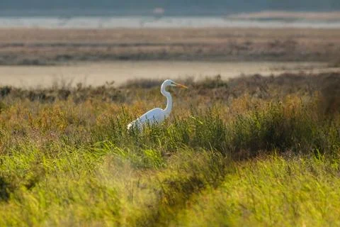 Egret in the field Stock Photos