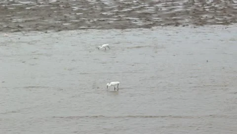 Egret fishing the Mudskipper Stock Footage 11138355