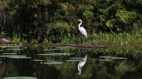 Egret Flies Stock Footage 12357959