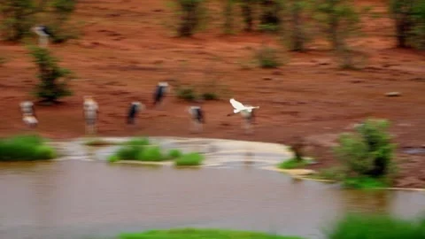 An egret flies over a waterhole with storks on the bank Stock Footage 345521332