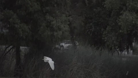 Egret flies in slow motion Stock Footage 193993143