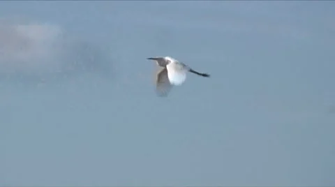 Egret flight Stock Footage 7732244