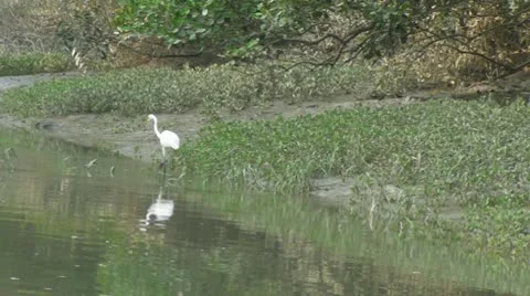Egret Flight Stock Footage 10794807
