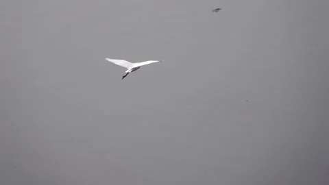 Egret in flight, over  a river in slow motion at dawn Stock Footage