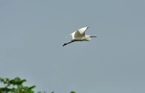 Egret in Flight Stock Photos