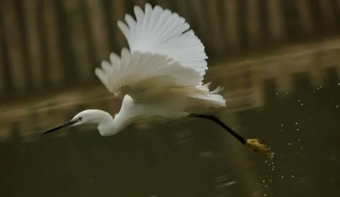 Egret in flight Stock Photos