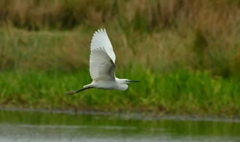 Egret in a flight Foto stock