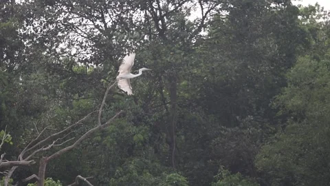 Egret in flight, in slow-motion, graceful in flight Stock Footage 282787218