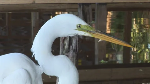 Egret Florida Stock Footage 881775