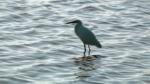 Egret in flowing water Stock Footage 46597596