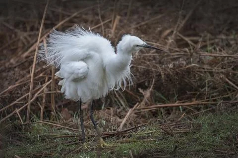 Egret fluffing himself up Stock Photos