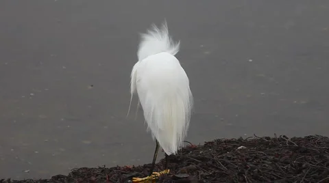 Egret fluffy feathers Stock Footage 906547