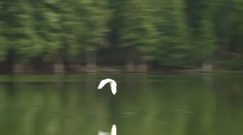Egret flying over Santee river Video stock 54593422