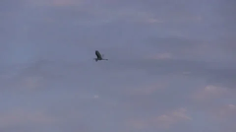 Egret flying through the air Stock Footage 22917896
