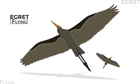 Egret Flying Vector Illustration on Transparent Background Wildlife Art Stock Illustration
