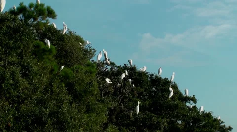 Egret flys off Stock Footage 27346364