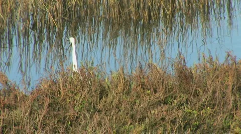 Egret Video stock 919911