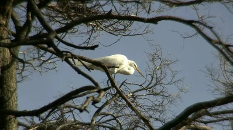 Egret Video stock 1077446