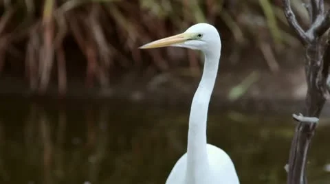 Egret Stock Footage 10715945