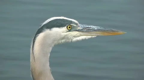 Egret Stock Footage 11134061