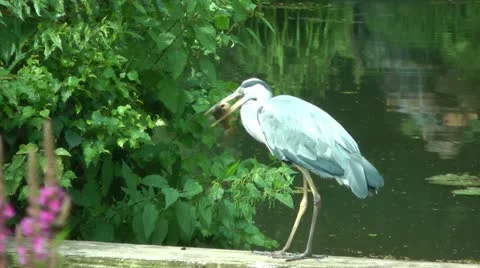 Egret Stock Footage 11397953