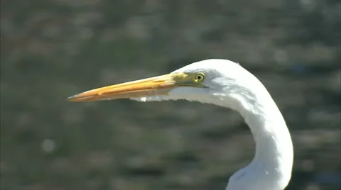 EGRET Stock Footage 12356086