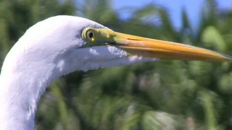 Egret Stock Footage 12382728
