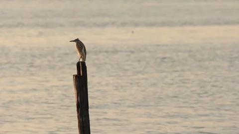 Egret Stock Footage 80483559