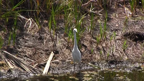 Egret 스톡 동영상 88632700