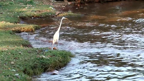 Egret Vídeo Stock 139002427