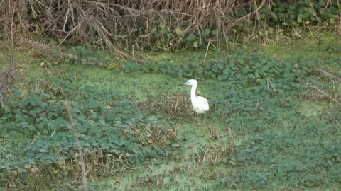 Egret 動画素材 139574267