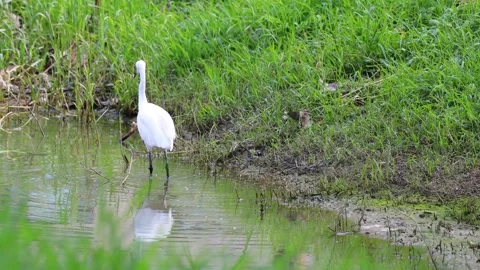 Egret foraging and rest in the pond water. 4K Stock Footage 259695411