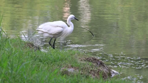 Egret foraging and rest in the pond. Stock Footage 278184752
