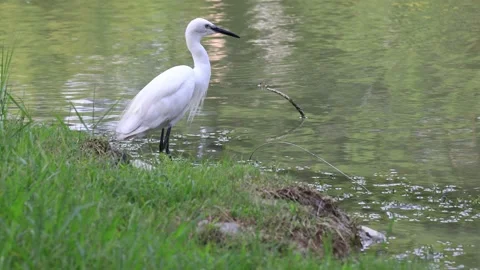 Egret foraging and rest in the pond Stock Footage 307179875