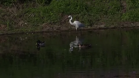Egret Foraging as Two Ducks Swim Past in a Shallow Stream Stock Footage 341621323
