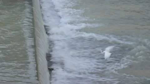 Egret is going against current and waiting for a weakened fish from upstream. Video stock 22305473