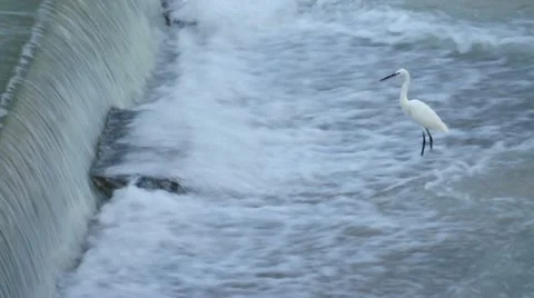 Egret is going against current and waiting for a weakened fish from upstream. Video stock 22305512