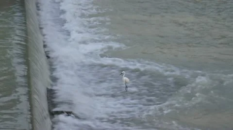 Egret is going against current and waiting for a weakened fish from upstream. Video stock 22305916