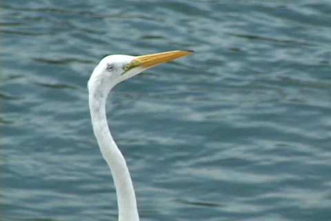 Egret Head Stock Footage 840373