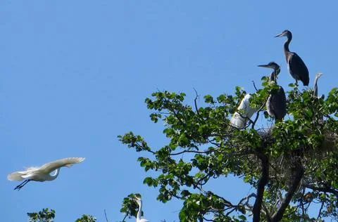 Egret &amp; Heron 2 Stock Photos