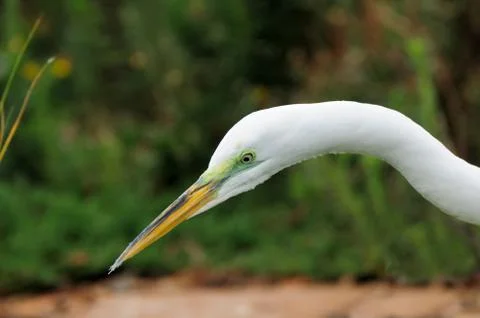 Egret on the hunt Photos