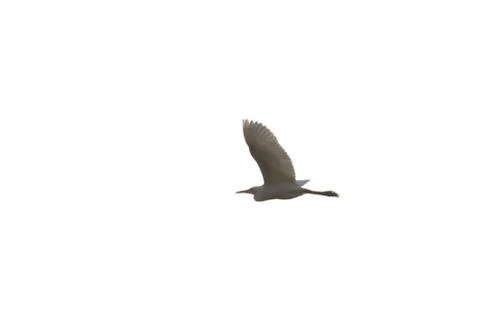 Egret isolated on background Stock Photos