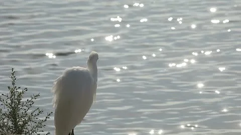 Egret by the lake Stock Footage 8857466