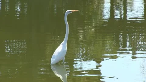 Egret in a lake Stock Footage 12374542