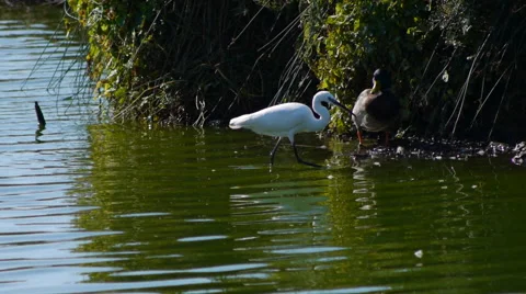 Egret in the lake Stock Footage 55228882